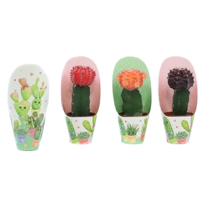 Cactus geent mix 5,5 cm in love potcover