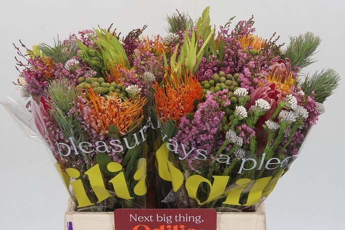 <h4>BQ Kaaps Groen Rivermix</h4>