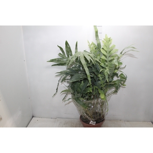 PHLEBODIUM BLUE STAR C21
