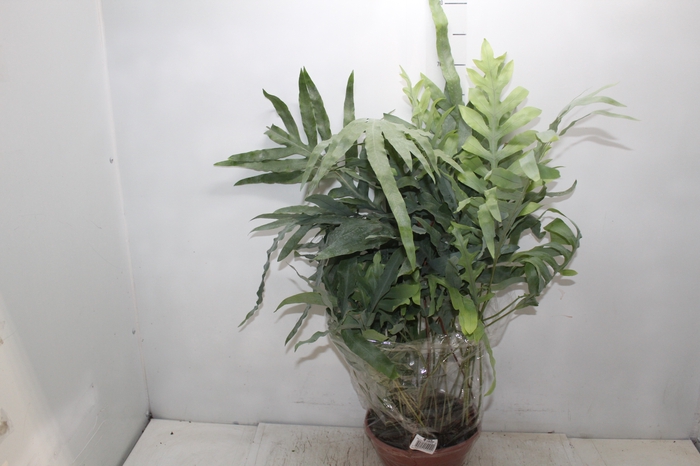 <h4>PHLEBODIUM BLUE STAR C21</h4>