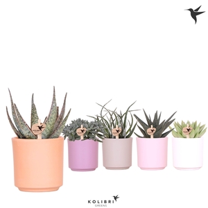 Kolibri Greens Succulenten mix in Simplicity pot mix