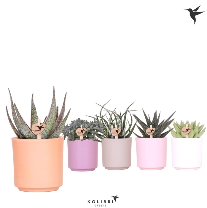 <h4>Kolibri Greens Succulenten mix in Simplicity pot mix</h4>