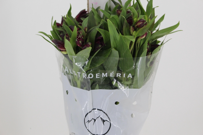 <h4>ALSTROEMERIA POMPEII 080 CM</h4>
