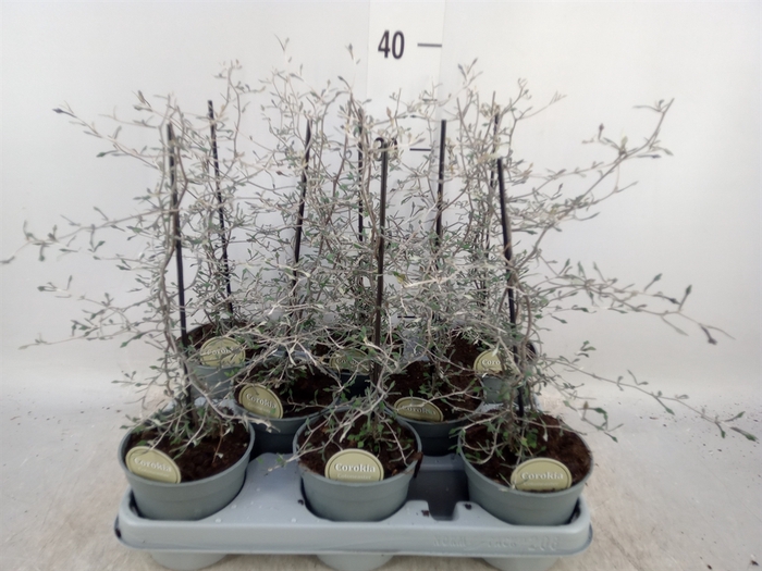 <h4>Corokia cotoneaster</h4>