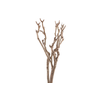 Syringa Branch Super Kohn