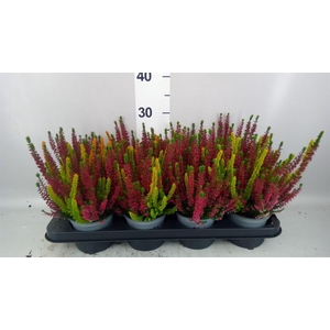 Calluna vulg. 'Beauty L Twin Sympl'