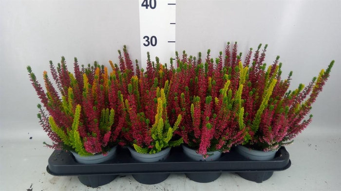 <h4>Calluna vulg. 'Beauty L Twin Sympl'</h4>