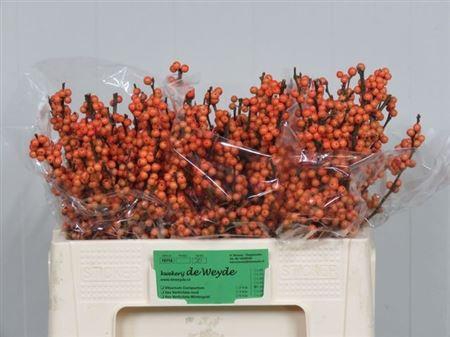 <h4>Ilex Ve Winter Gold</h4>