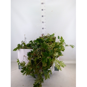 Cissus rhombifolia 'Ellen Danica'