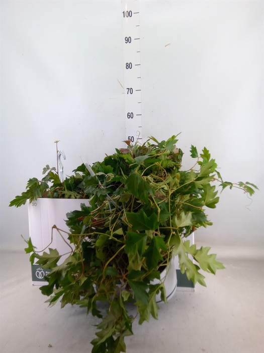 <h4>Cissus rhombifolia 'Ellen Danica'</h4>