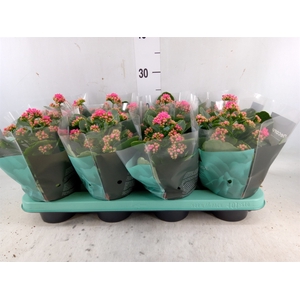 Kalanchoe blos. 'Serenity Pink'