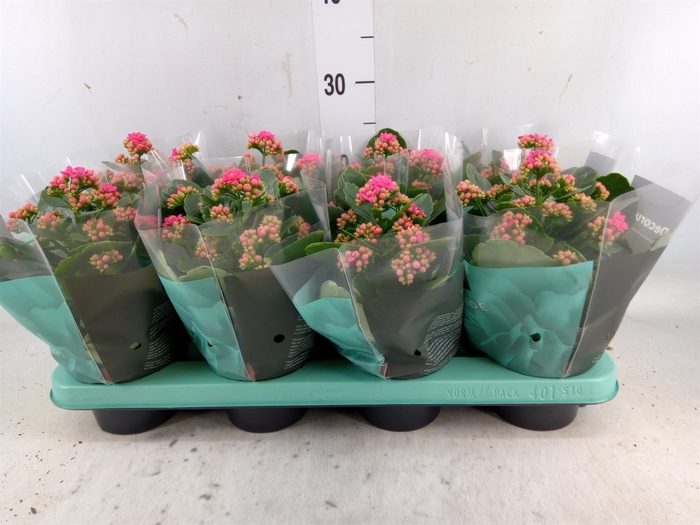 <h4>Kalanchoe blos. 'Serenity Pink'</h4>