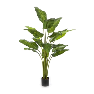 Travellerpalm PP550063GRN
