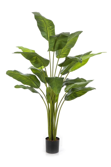 <h4>Travellerpalm PP550063GRN</h4>