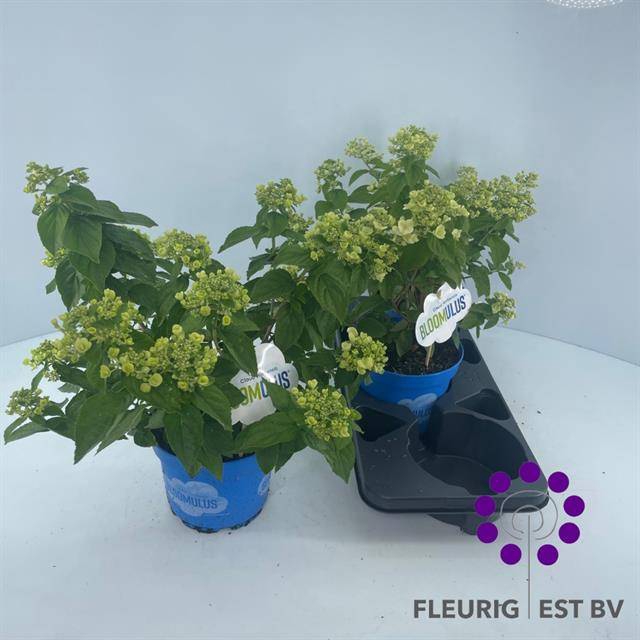 <h4>HYDR PAN BLOOM CUMRA P18 14+</h4>