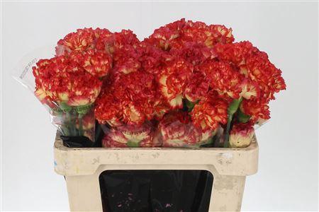 <h4>Di St Std Figaro</h4>