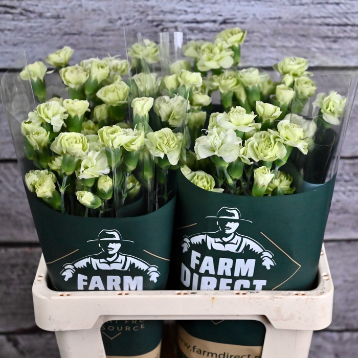 <h4>Di Tr Tuparro</h4>