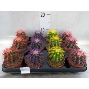 Echinocactus grusonii