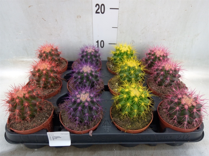 <h4>Echinocactus grusonii</h4>