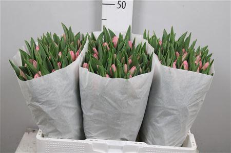 <h4>Tu En Tresor</h4>