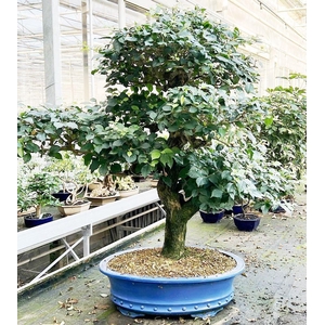 Bougainvillea spectabilis, pot 60 cm, height 50cm. (single item)