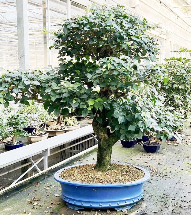 <h4>Bougainvillea spectabilis, pot 60 cm, height 50cm. (single item)</h4>