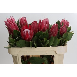 Protea Cynaroides Madiba