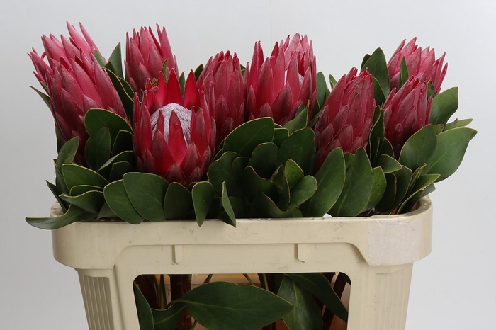 <h4>Protea Cynaroides Madiba</h4>