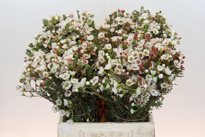 Chamelaucium Moonlight Delight