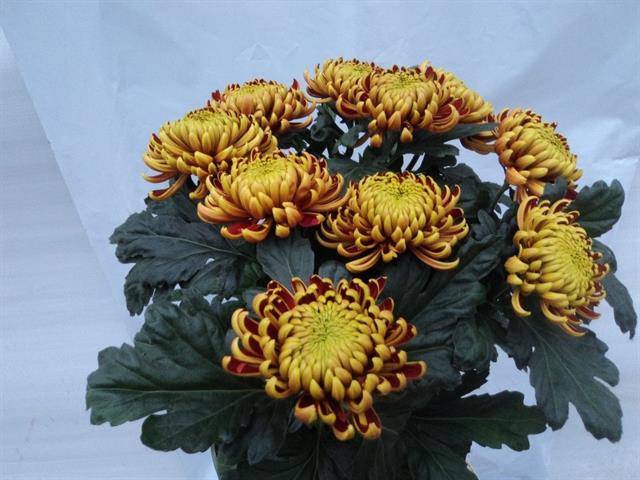 <h4>Chr G Fuego</h4>