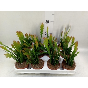 Epiphyllum anguliger