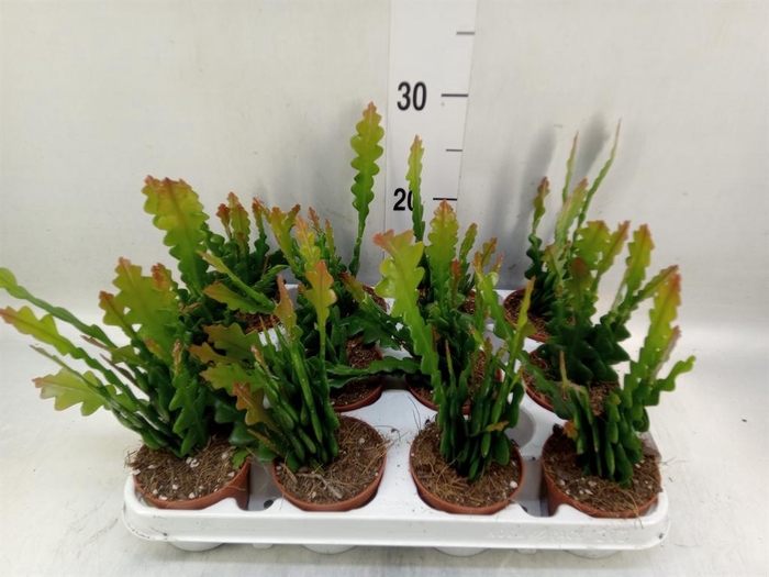 <h4>Epiphyllum anguliger</h4>