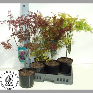 ACER OV