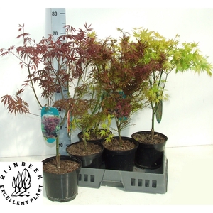 ACER OV