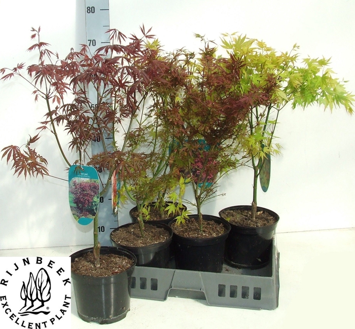 ACER OV