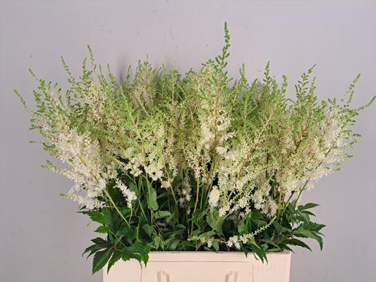 Astilbe A Diamant