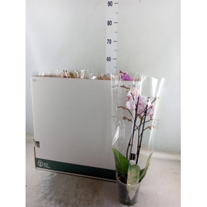 Phalaenopsis multi.   ...mix  8