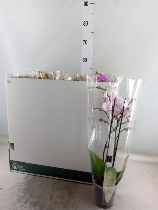 <h4>Phalaenopsis multi.   ...mix  8</h4>