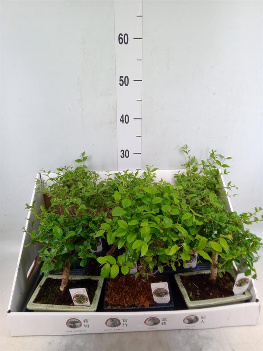 <h4>Bonsai   ...mix</h4>