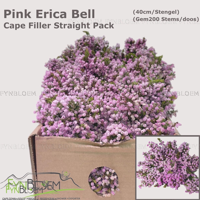 <h4>ERICA CORIFOLIA</h4>