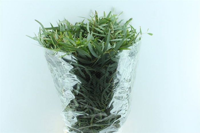 <h4>Euca Nicoly 300 Gram</h4>