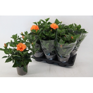 Hibiscus bombay 17 cm