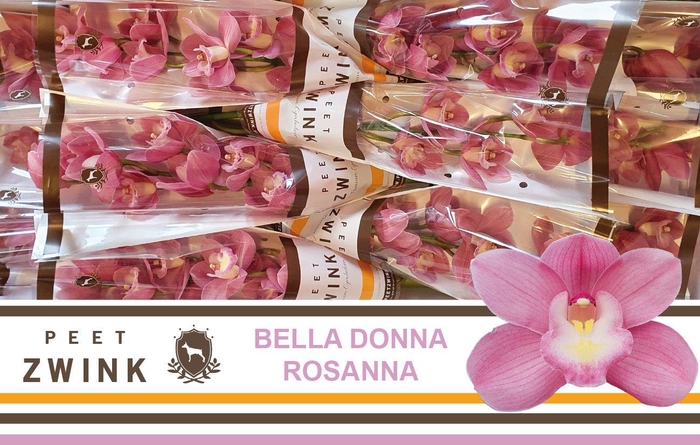 <h4>CYMB T BD ROSANNA</h4>