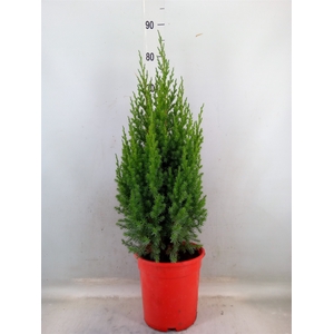 Juniperus chinensis 'Stricta'