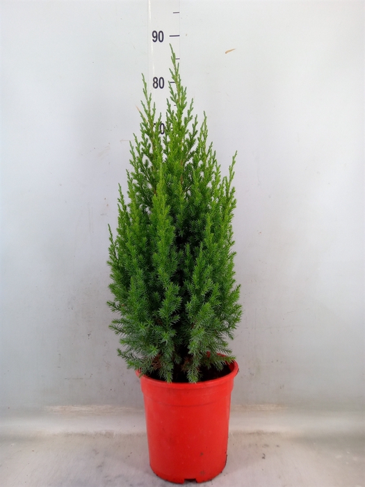 <h4>Juniperus chinensis 'Stricta'</h4>