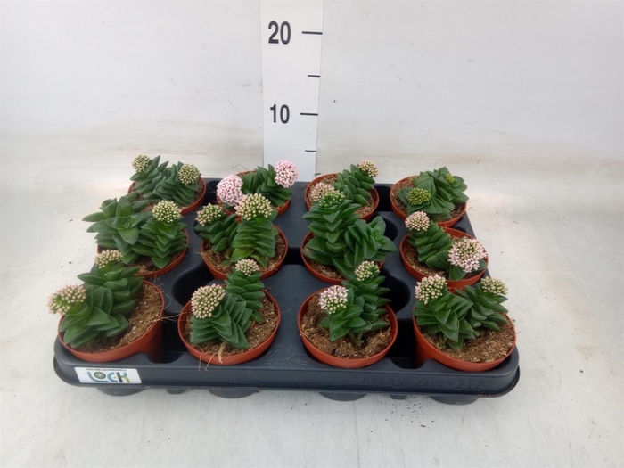 <h4>Crassula ...</h4>