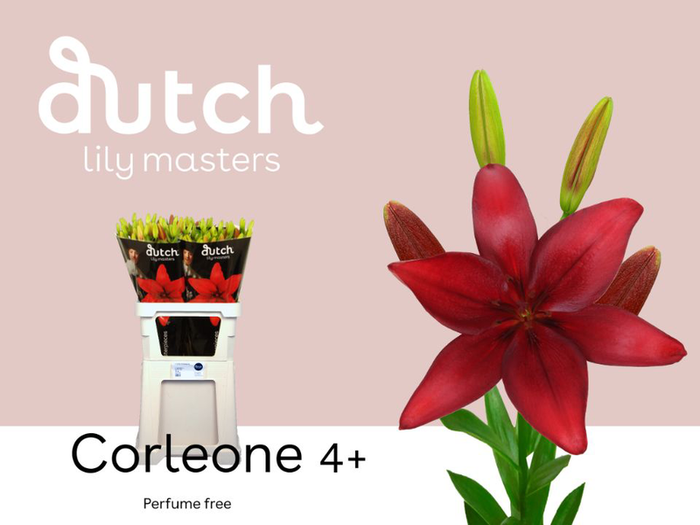 Li La Corleone 4+ Lily Master