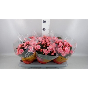 Begonia elat. DU 'Move2Joy Pink'