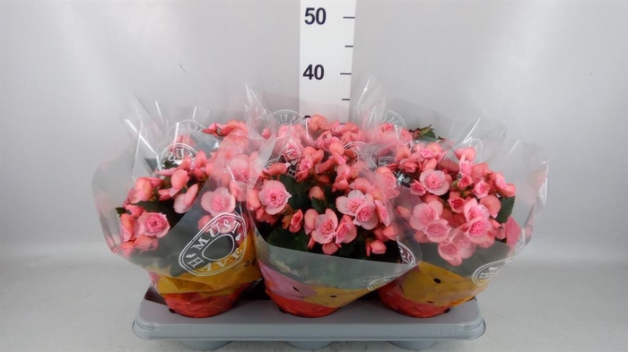 <h4>Begonia elat. DU 'Move2Joy Pink'</h4>