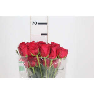 ROSA FREEDOM 060 CM ESTUFA